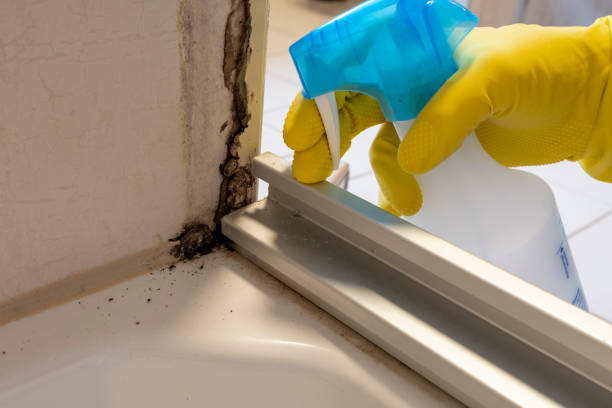 Best Fast Mold Removal  in Harker Heights, TX