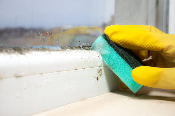 Harker Heights, TX Mold Removal Company